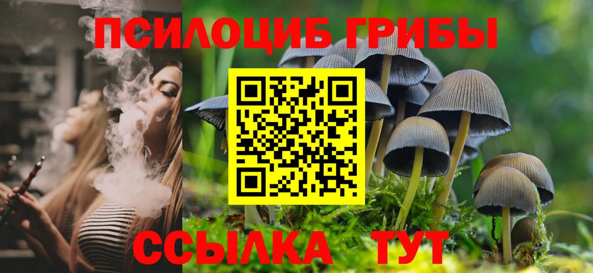 Псилоцибиновые грибы Cubensis Казань